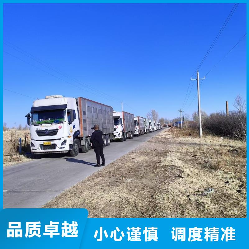 宿迁市泗洪到牛运输专用车资质齐全