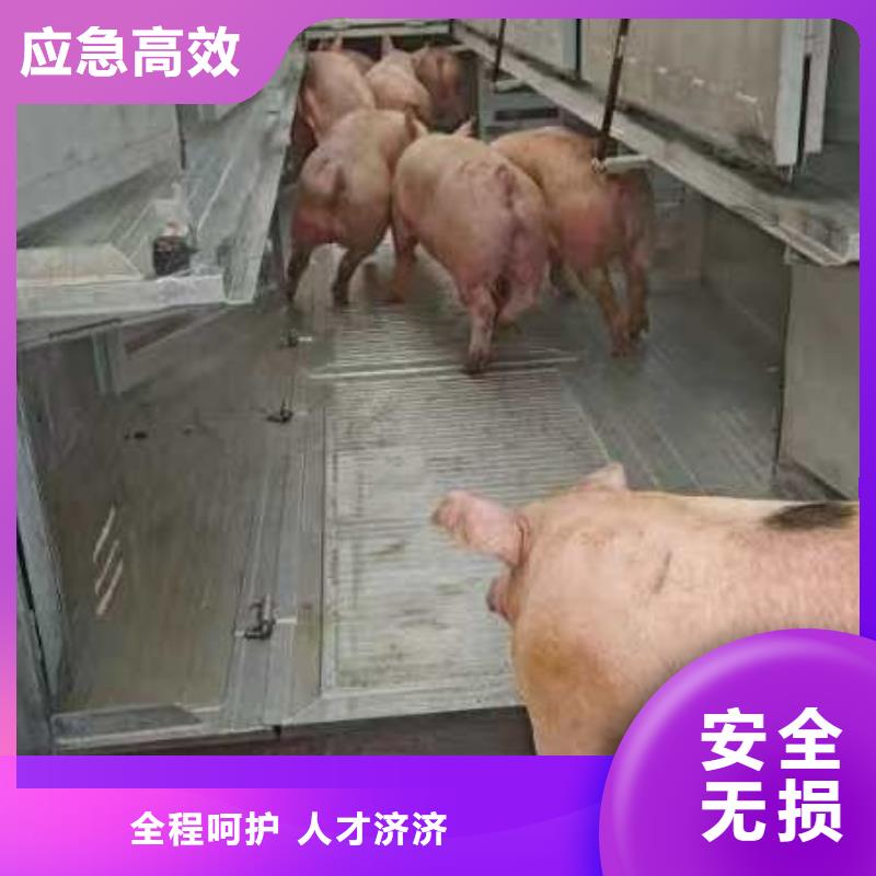 宿迁到猪笼车物流司机经验丰富