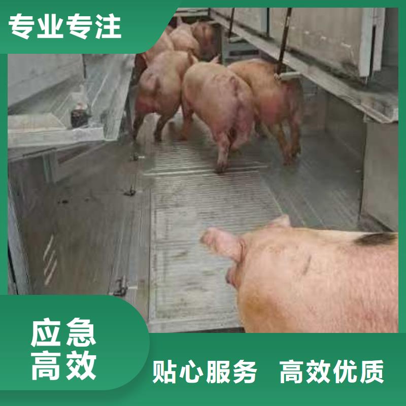 宿迁市泗洪到牛运输专用车资质齐全