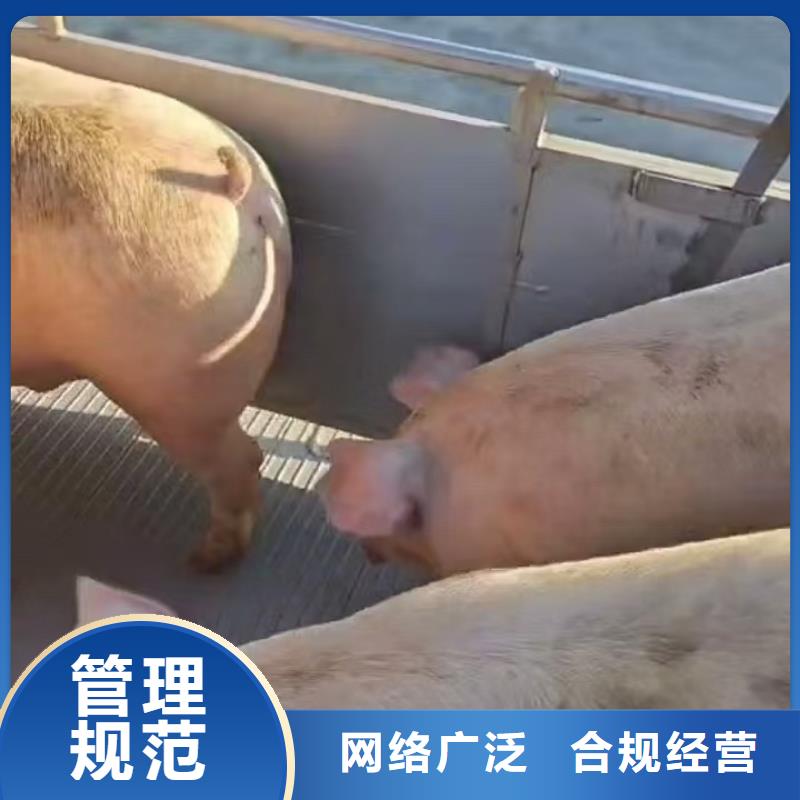 宿迁市沭阳到高栏车肥猪运输路线优化