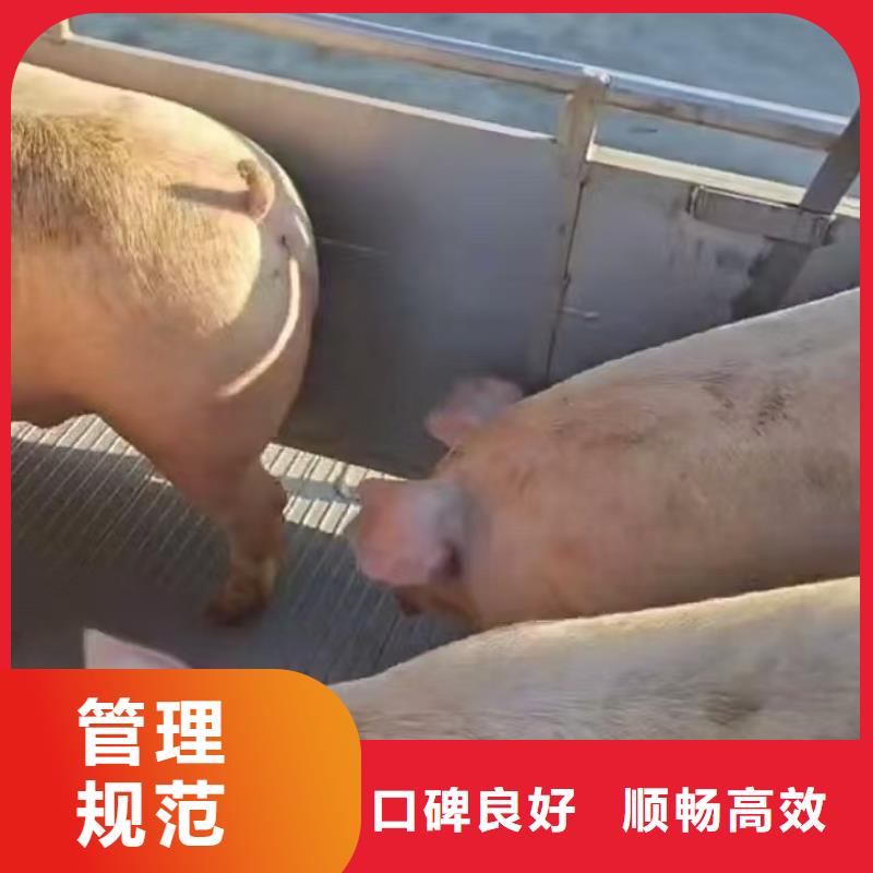 聊城到生猪物流保障有力