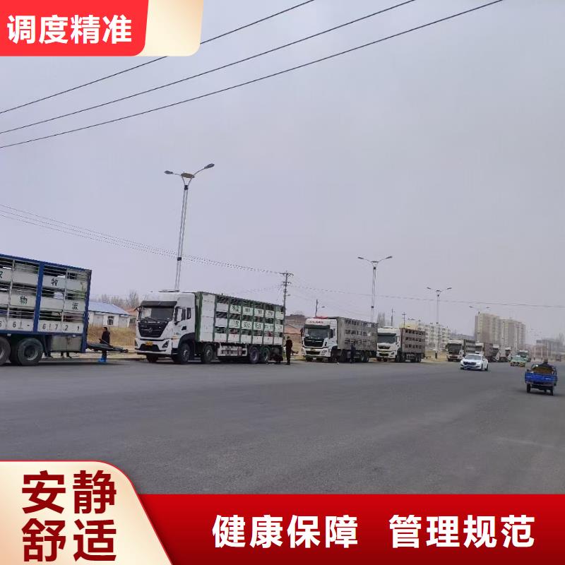 宿迁市沭阳到羊运输专用车口碑良好