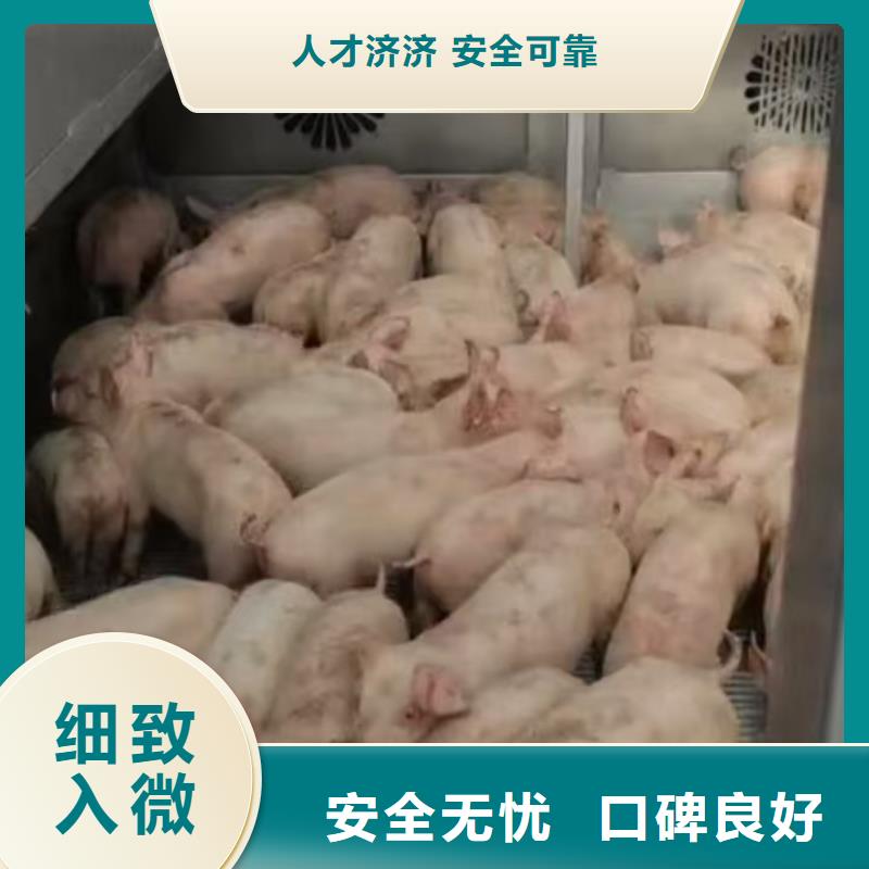 宿迁泗洪到猪牛羊运输
