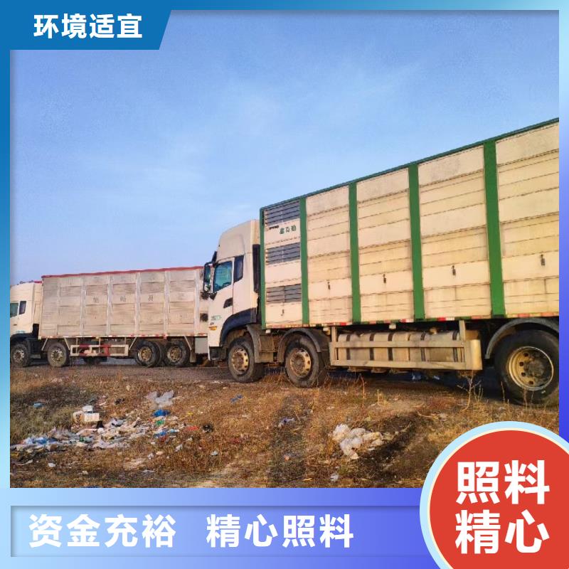 宿迁市泗洪到牛运输专用车资质齐全
