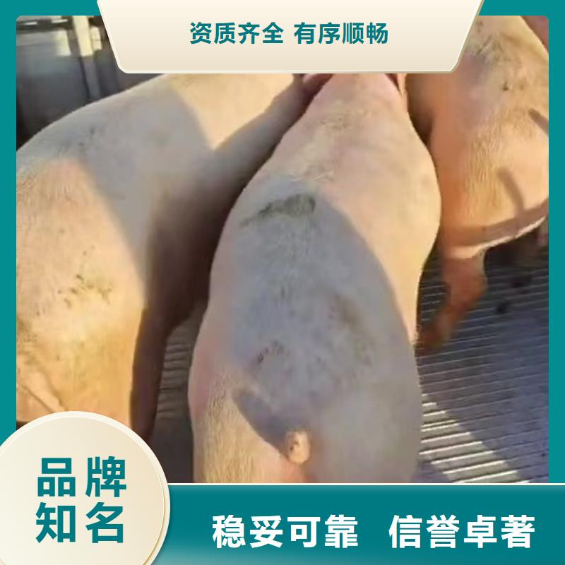 聊城到生猪物流保障有力