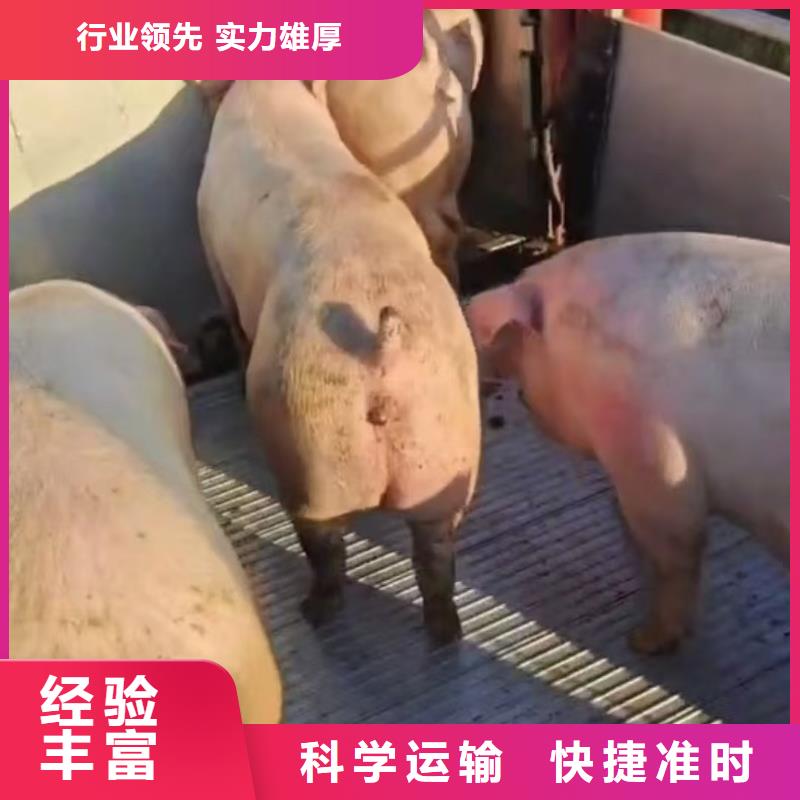 宿迁到猪笼车运输运力强大