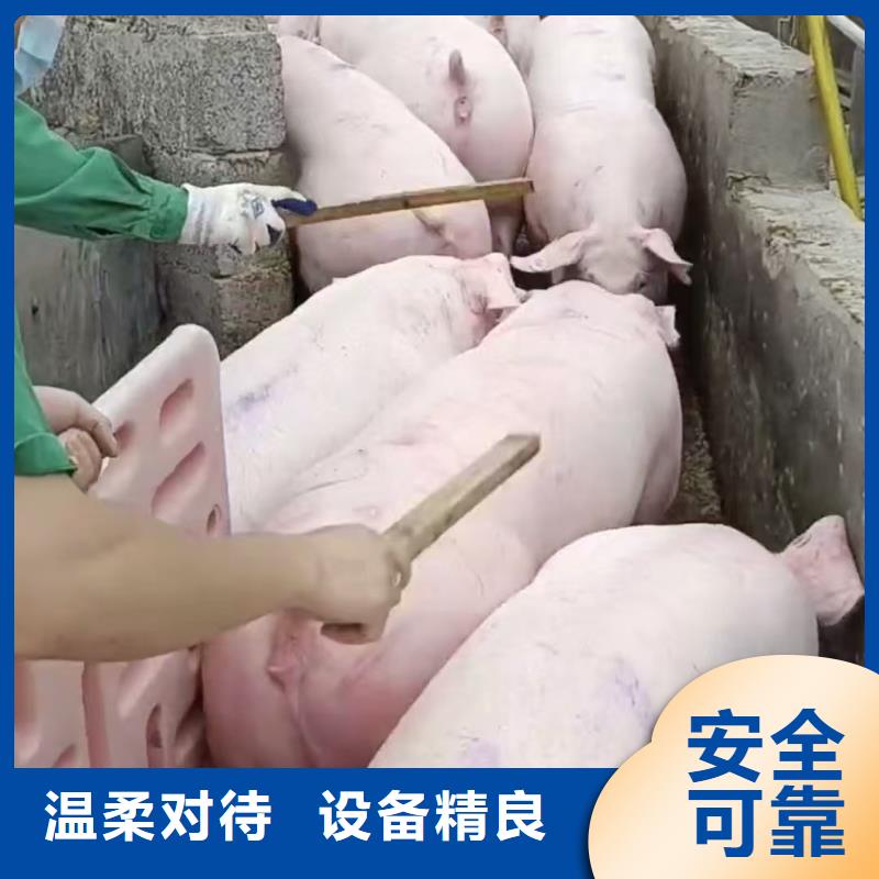 宿迁泗洪到猪牛羊运输