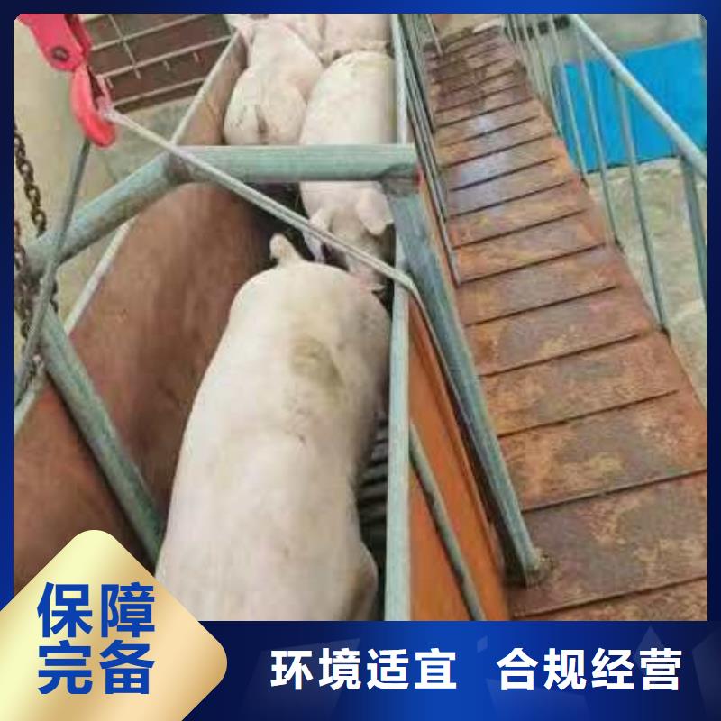 宿迁到猪笼车运输运力强大