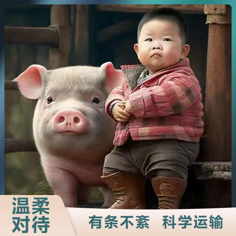宿迁市泗洪到牛运输专用车资质齐全