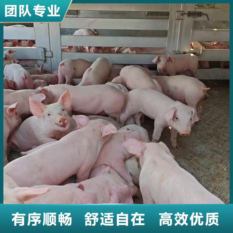 宿迁泗洪到猪牛羊运输