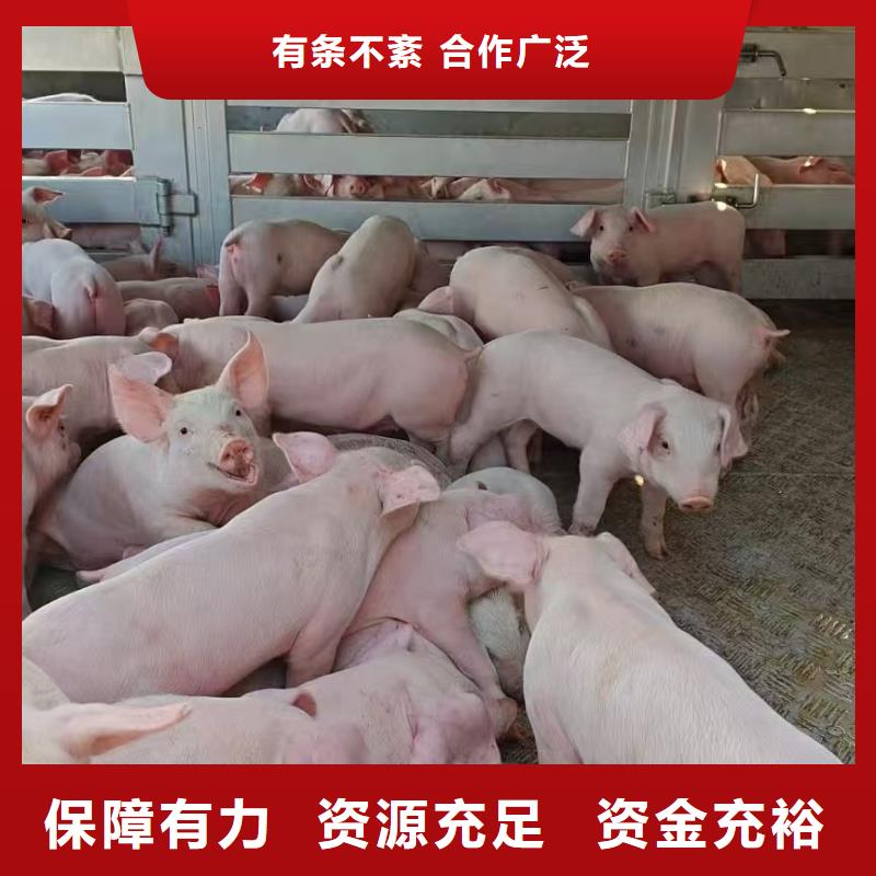 宿迁到猪笼车运输运力强大