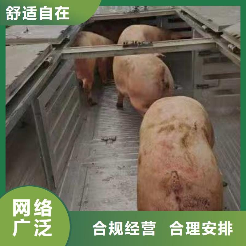 宿迁市泗洪到牛运输专用车资质齐全