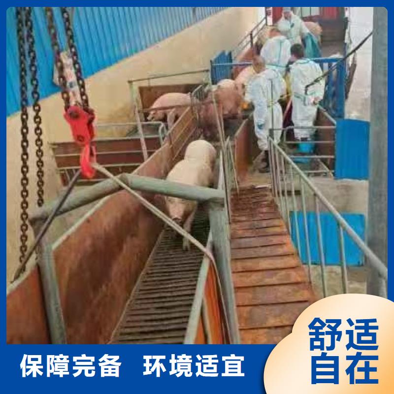 宿迁到猪笼车运输运力强大