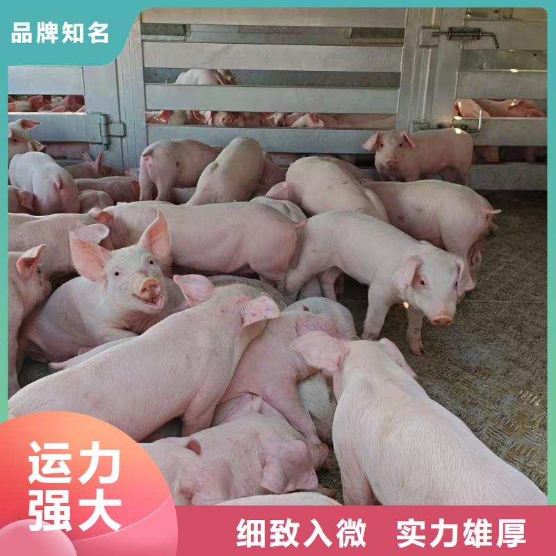 宿迁市沭阳到羊运输专用车口碑良好