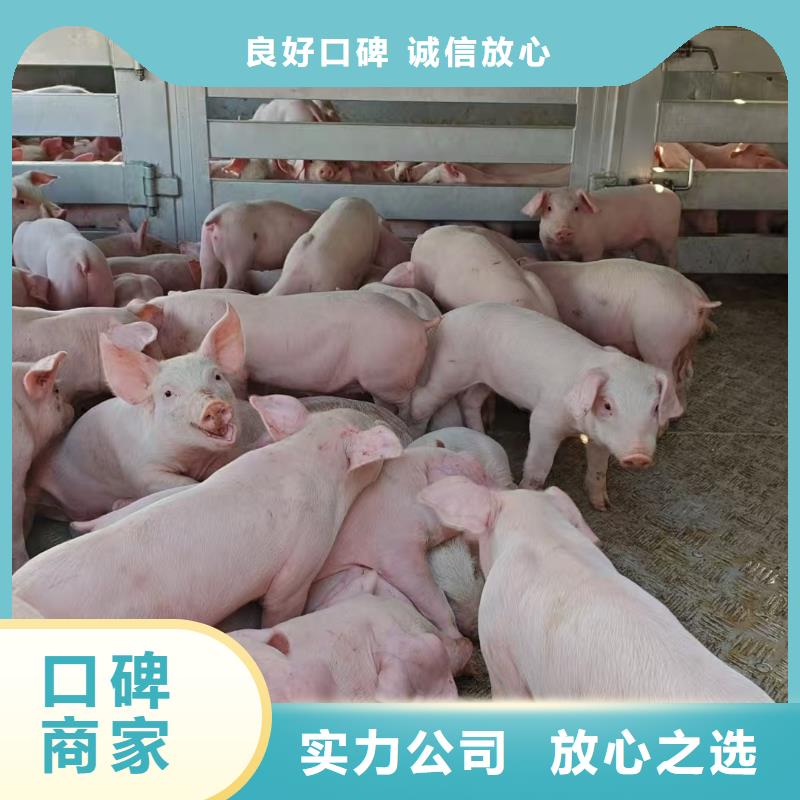 浙江到农牧运输