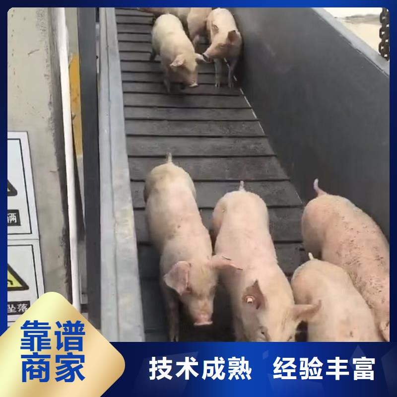 泗洪到活禽运输