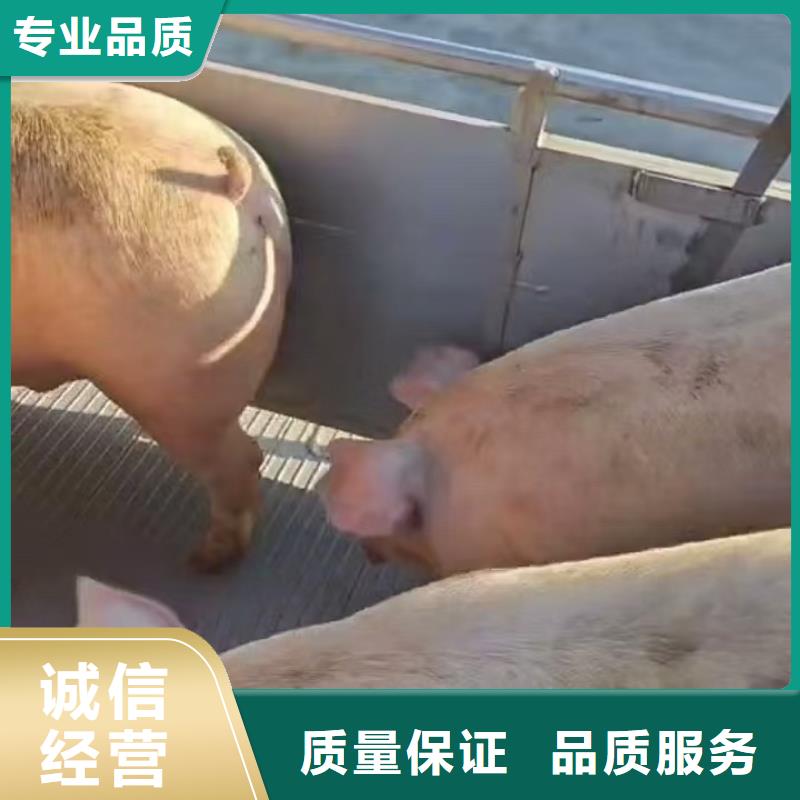 泗洪到活禽运输